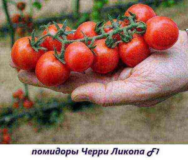 what tomatoes can be grown on the windowsill in the apartment