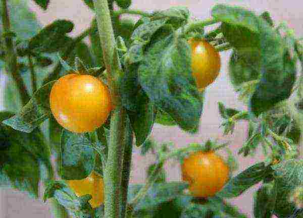 what tomatoes can be grown on the windowsill in the apartment