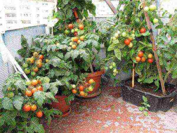 what tomatoes can be grown on the windowsill in the apartment