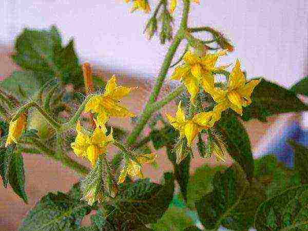 what tomatoes can be grown on the windowsill in the apartment