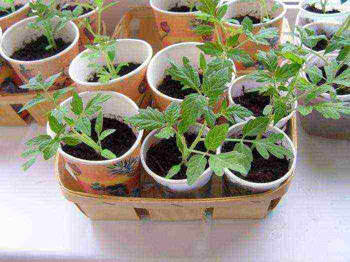 what tomatoes can be grown on the windowsill in the apartment