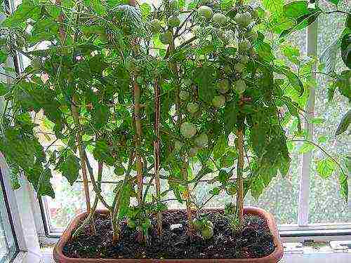 what tomatoes can be grown on the windowsill in the apartment