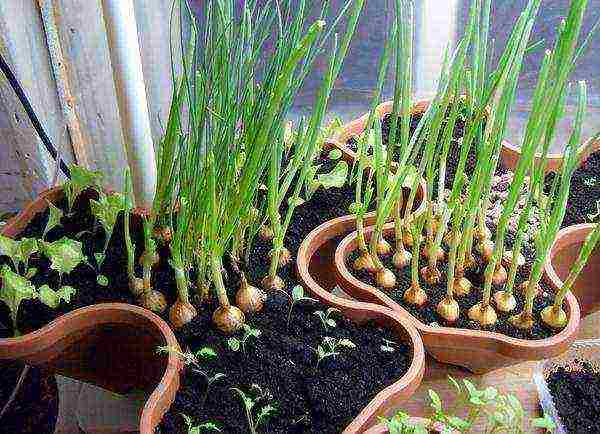 what herbs can be grown on the windowsill all year round