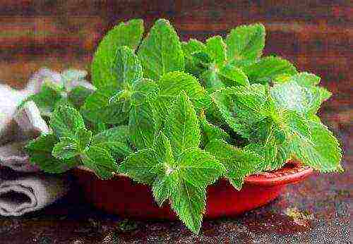 what herbs can be grown on the windowsill all year round