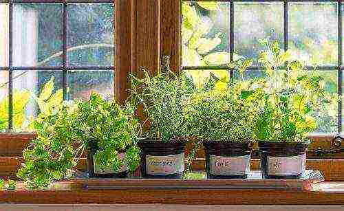 what herbs can be grown on the windowsill all year round