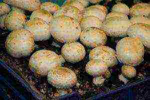 what types of mushrooms can be grown at home