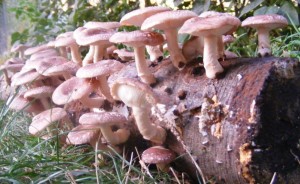 what types of mushrooms can be grown at home