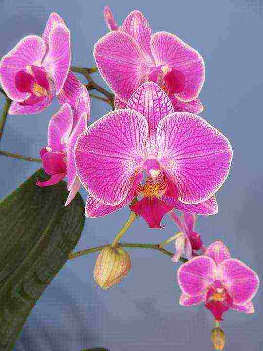 what types of orchids are grown at home