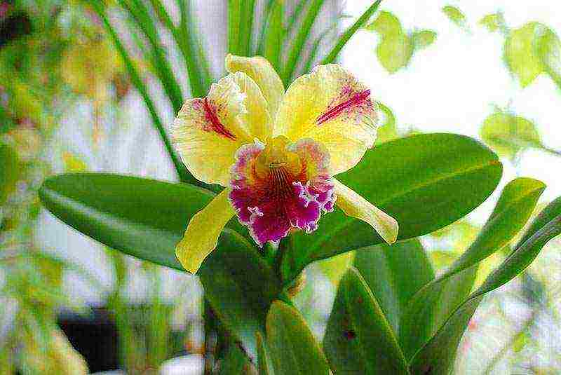 what types of orchids are grown at home