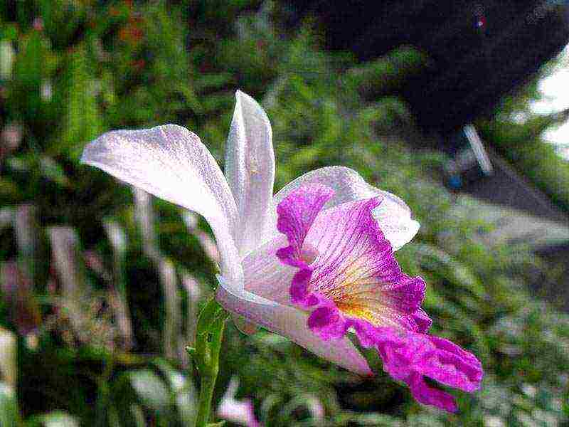 what types of orchids are grown at home