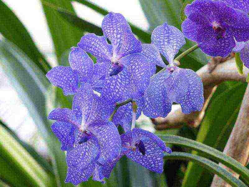 what types of orchids are grown at home