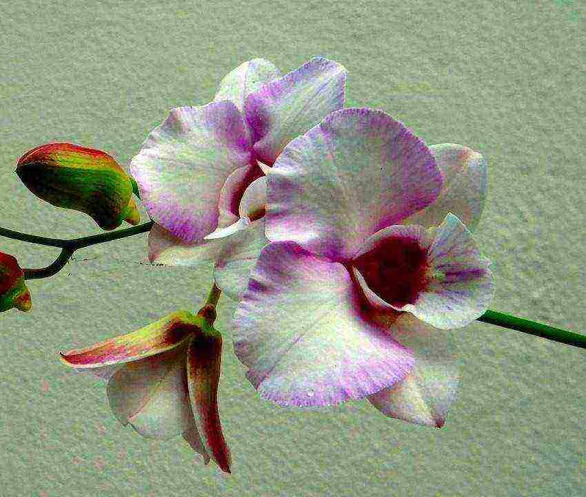 what types of orchids are grown at home