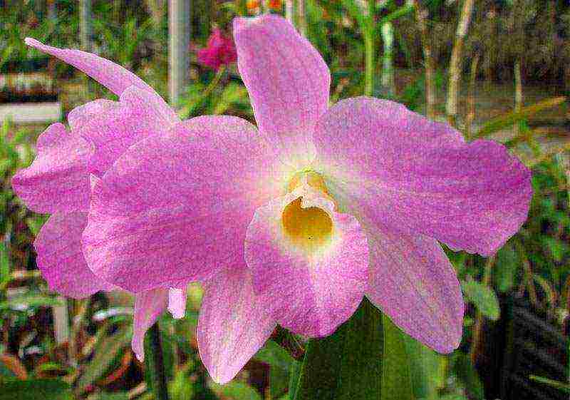 what types of orchids are grown at home