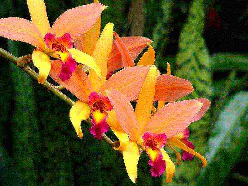 what types of orchids are grown at home