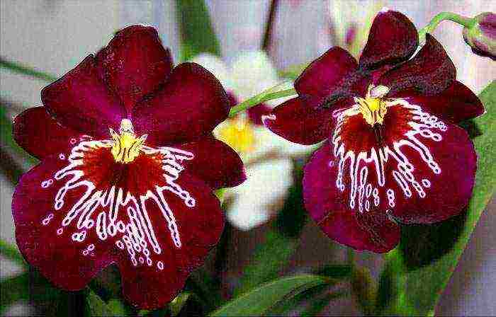 what types of orchids are grown at home