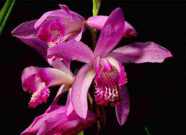 what types of orchids are grown at home