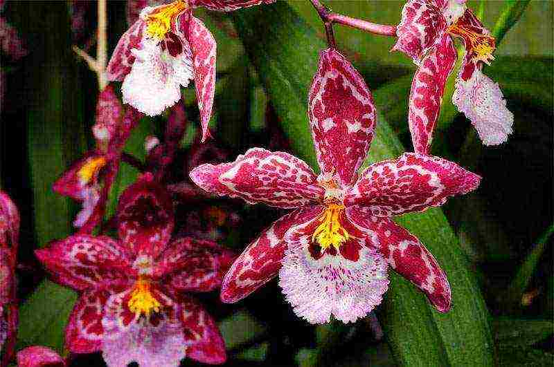 what types of orchids are grown at home