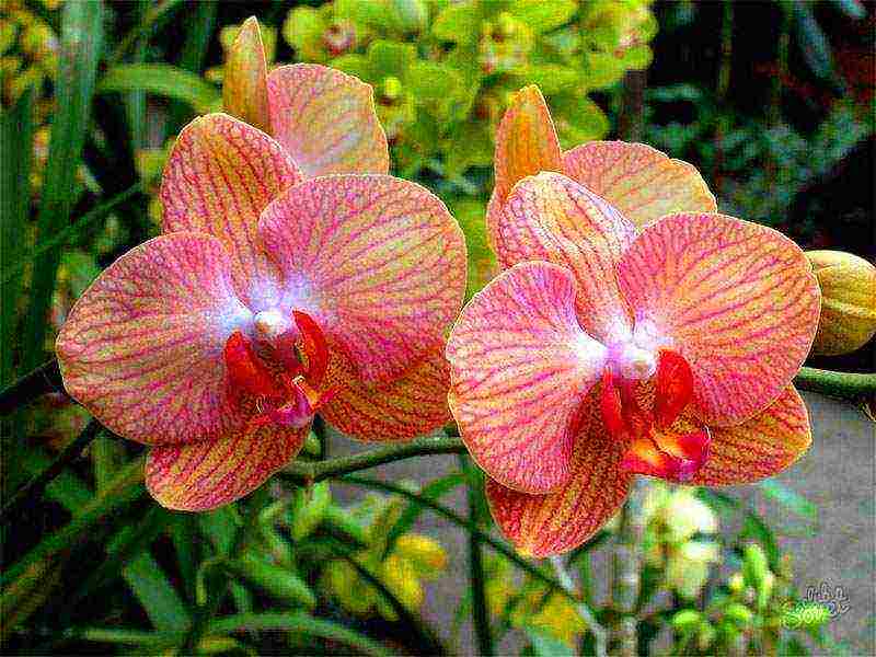 what types of orchids are grown at home