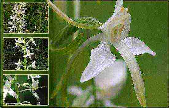 anong mga uri ng orchid ang lumaki sa bahay