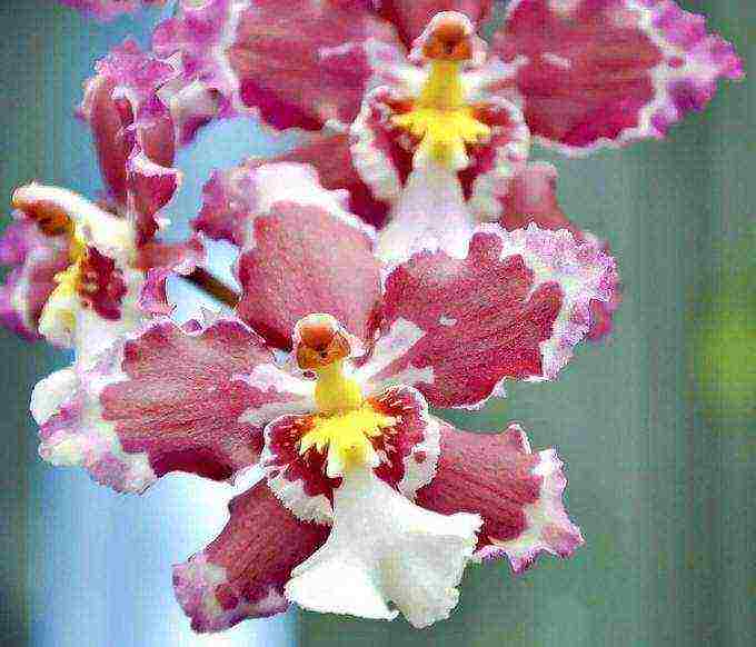 what types of orchids are grown at home