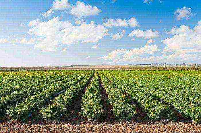 what cereals are grown in the Krasnodar Territory