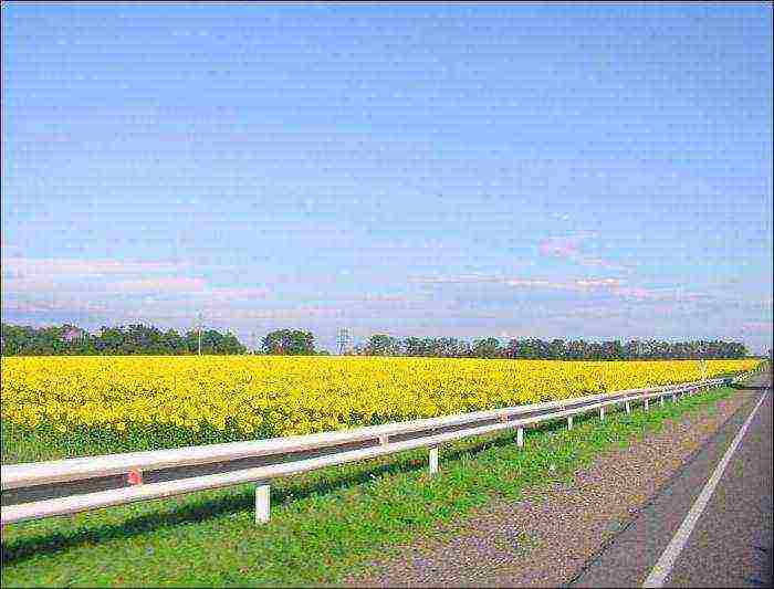 what cereals are grown in the Krasnodar Territory