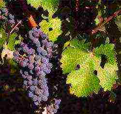 what grapes can be grown in the Leningrad region