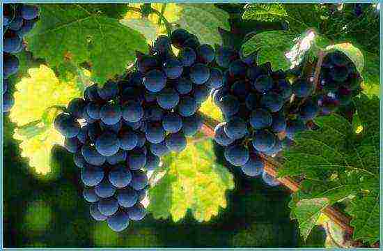 what grapes can be grown in the Leningrad region