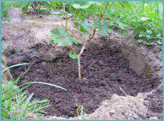 what grapes can be grown in the Leningrad region