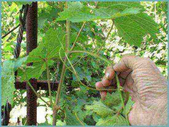 what grapes can be grown in the Leningrad region