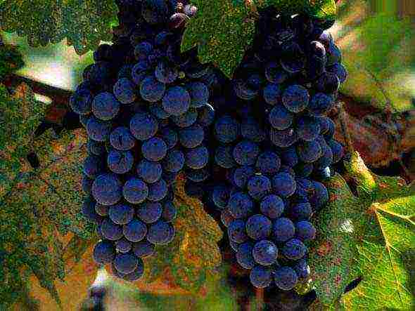 what grapes can be grown in the Leningrad region