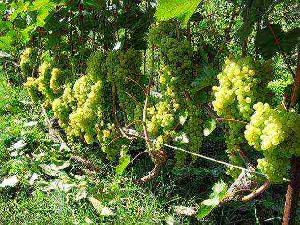 what grapes can be grown in the Leningrad region