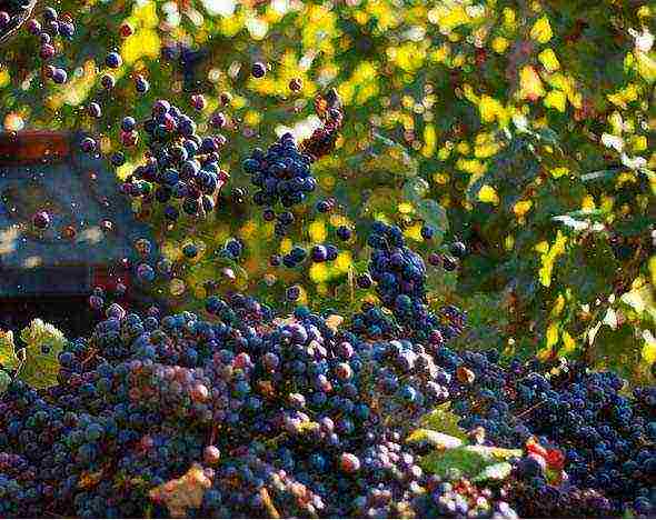 what grapes can be grown in the Leningrad region