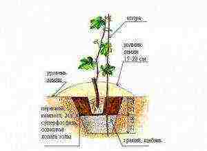 what grapes can be grown in the Leningrad region