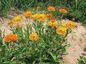 calendula as a siderat planting and care in the open field