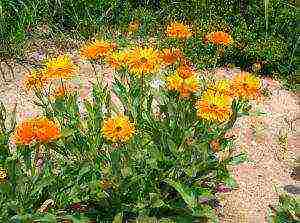 calendula bilang isang pagtatanim ng siderat at pangangalaga sa bukas na bukid