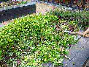 calendula as a siderat planting and care in the open field