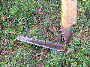 calendula as a siderat planting and care in the open field