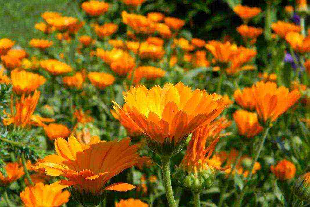 calendula as a siderat planting and care in the open field