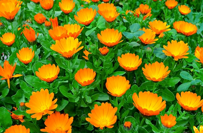 calendula as a siderat planting and care in the open field