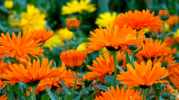 calendula bilang isang pagtatanim ng siderat at pangangalaga sa bukas na bukid