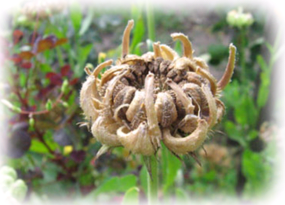 calendula as a siderat planting and care in the open field