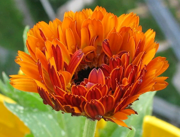 calendula as a siderat planting and care in the open field