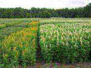 calendula as a siderat planting and care in the open field