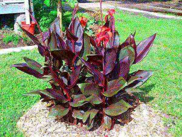 canna planting and care in the open field in the Urals