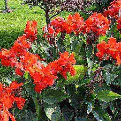 pagtatanim ng canna at pangangalaga sa bukas na bukid sa Urals