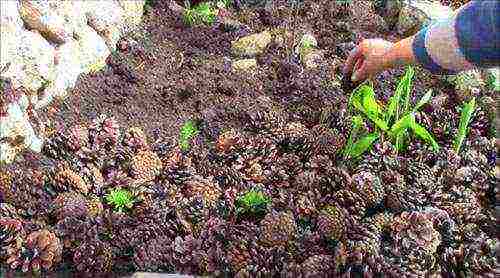 pagtatanim ng canna at pangangalaga sa bukas na bukid sa Urals