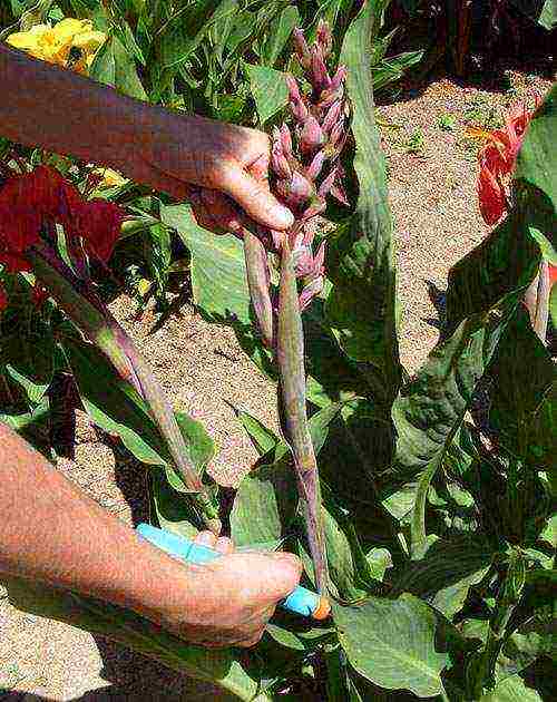 pagtatanim ng canna at pangangalaga sa bukas na bukid sa Urals