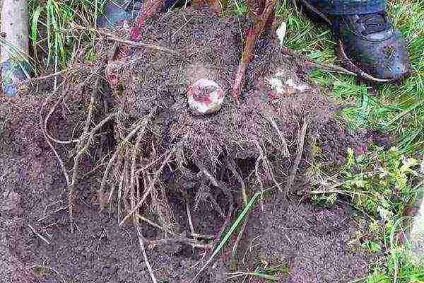 canna planting and care in the open field in the Urals