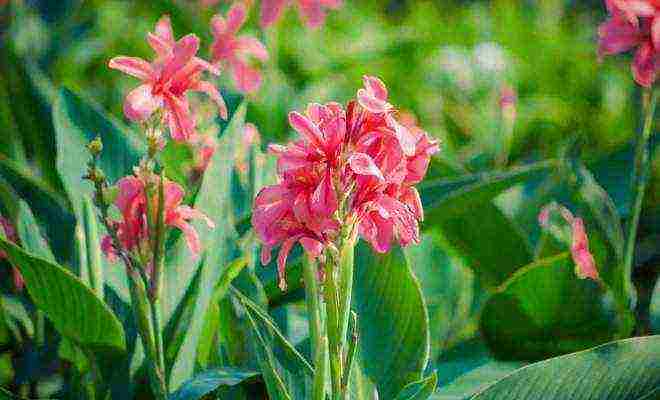 canna planting and care in the open field in the Urals